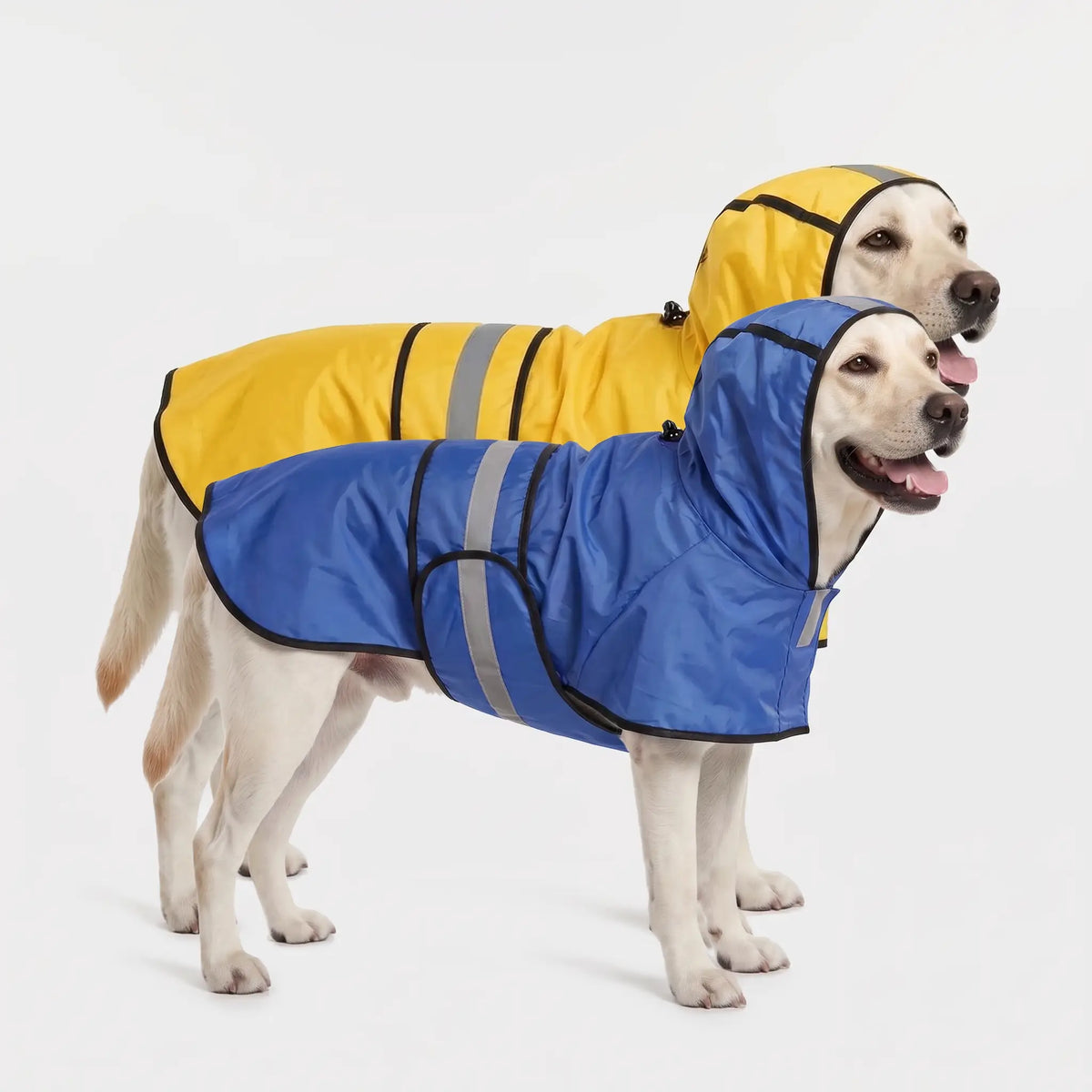 Hooded dog raincoat in Blue and Yellow on two Labradors