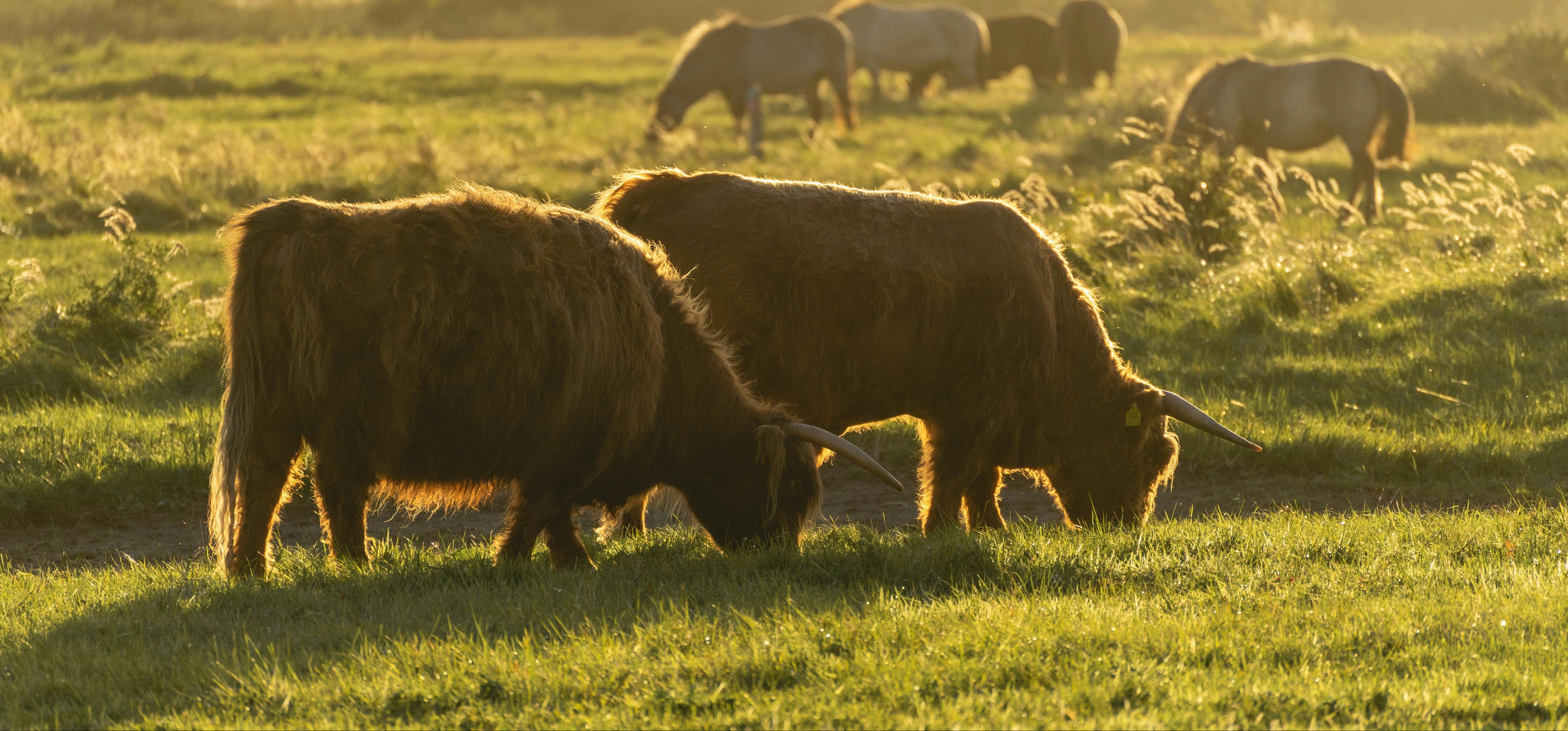 Highland cattle grazing in a field with a warm sunset light