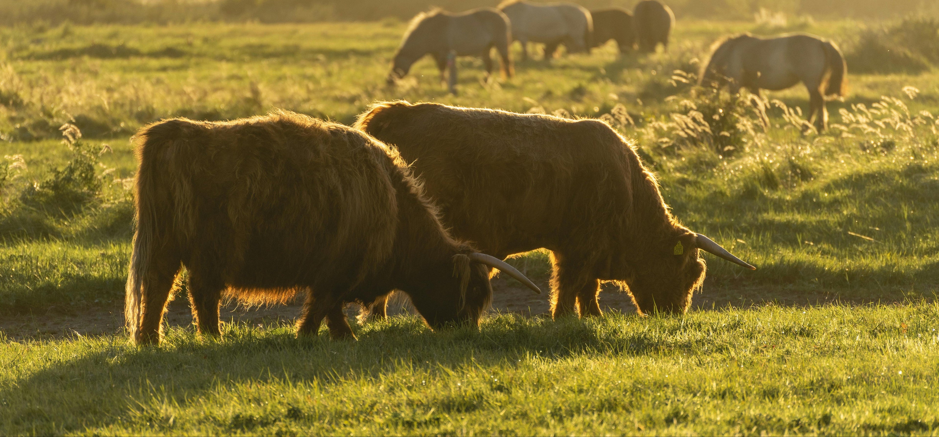 Highland cattle grazing in a field with a warm sunset light